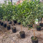 Pomarančovník (Citrus x sinensis) ´VALENCIA´ - výška 130-160 cm, obvod kmeňa 4/6 cm, kont. C10L